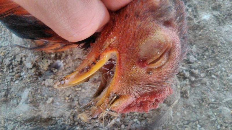 Bệnh coryza - Bệnh thường gặp ở gà