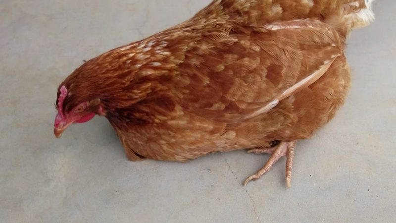 Bệnh gà ủ rũ – Bệnh dịch gà đông tảo, gà chọi, gà nòi, gà tre