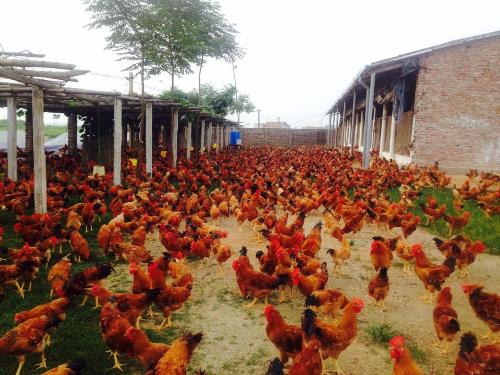 Kỳ lạ chuyện nuôi gà trong môi trường điều hòa ở Tiền Giang