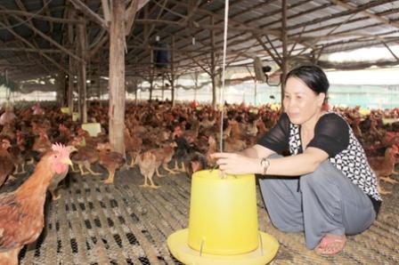 Bà Cao Thị Ten tiên phong trong việc nuôi gà thảo dược