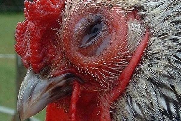 Bệnh APV ở gà – Cách phòng bệnh và điều trị dứt điểm