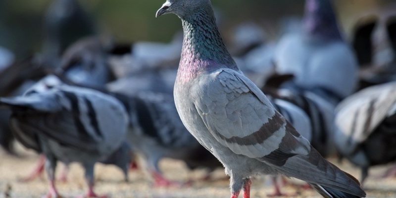 Bệnh bạch hầu ở chim bồ câu – Cách phòng tránh và chữa trị