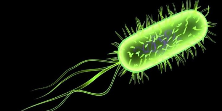 Bệnh do vi khuẩn E.coli trên gia cầm – Cách phòng tránh và chữa bệnh