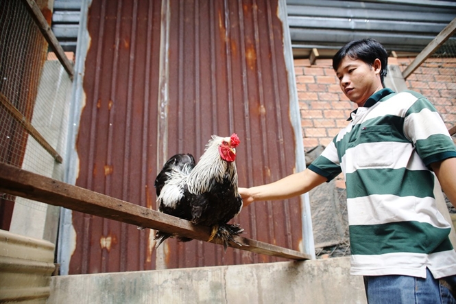 Brahma-giống gà khổng lồ được công nhận là "vua của các loài gà"