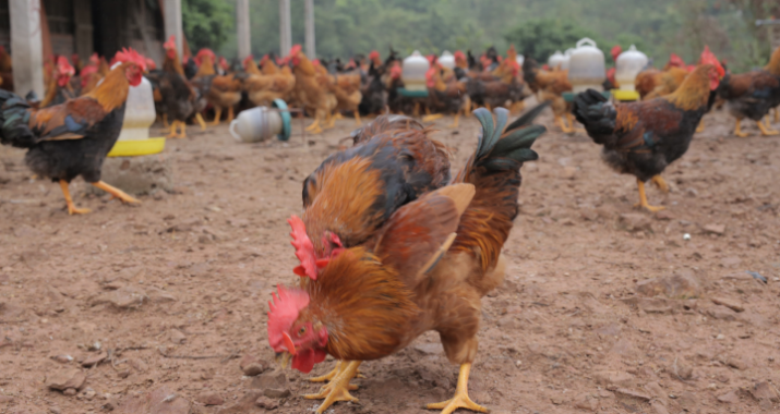 Độc lạ mô hình nuôi giun quế làm thức ăn chăn nuôi cho gà
