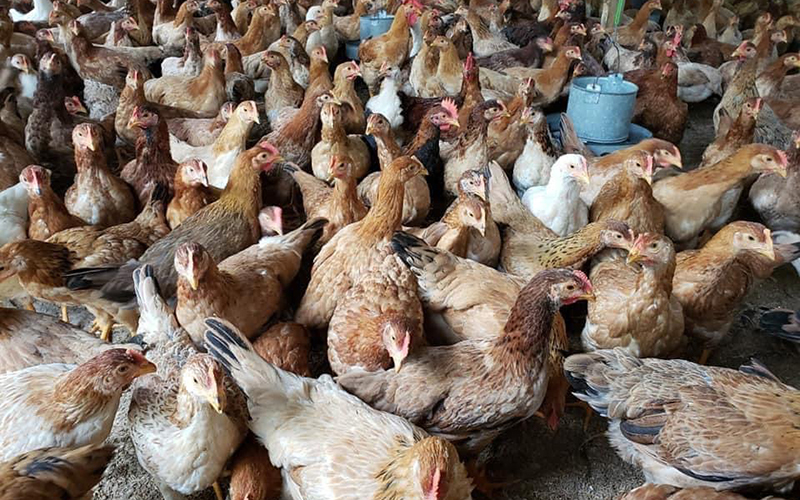 Cách chọn gà ta giống chất lượng cho chăn nuôi gà