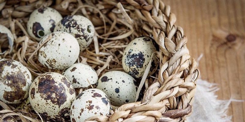 Cách khắc phục hiện tượng chim cút đẻ trứng trắng