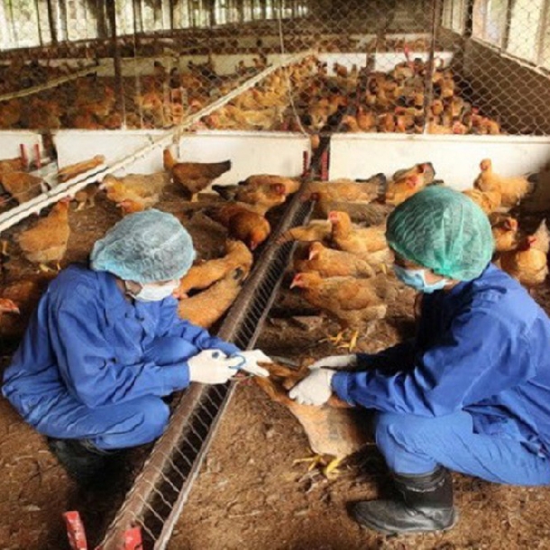 Cách thức phòng bệnh hiệu quả cho gà thịt