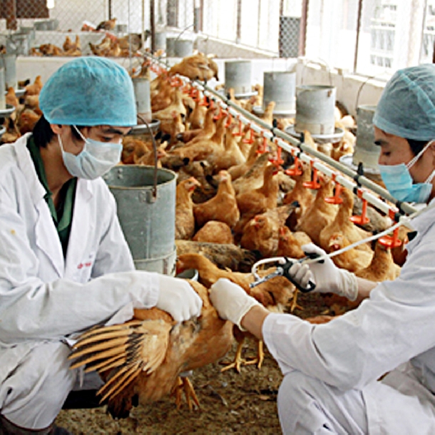 Tiêm vaccine phòng bệnh cho gà thịt