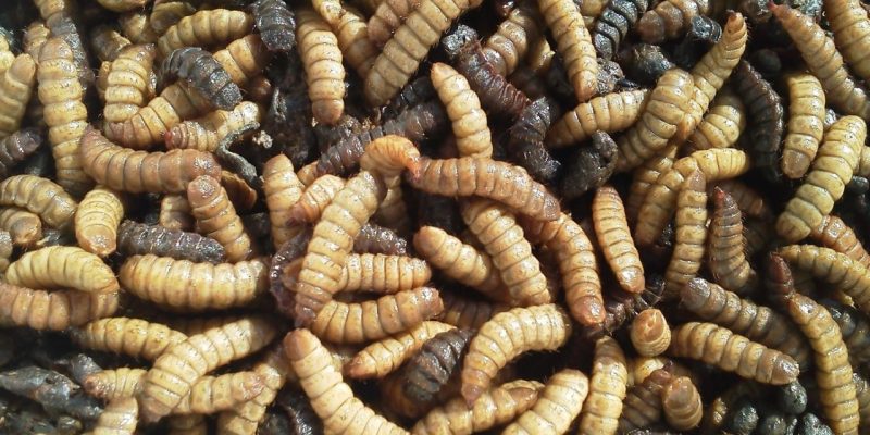 Con trùng – Nguồn thức ăn tuyệt vời giàu Protein trong chăn nuôi gia cầm