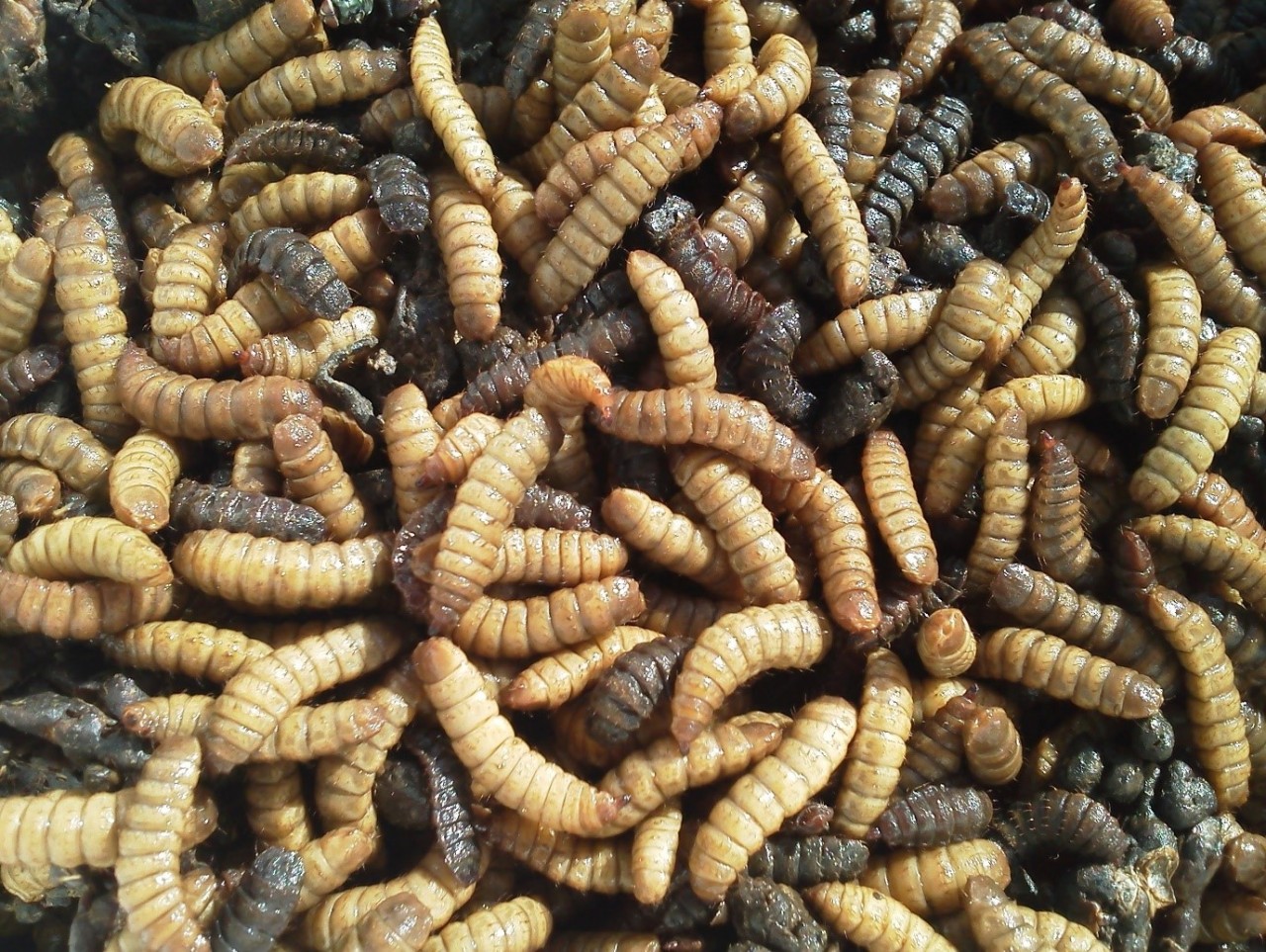 Con trùng – Nguồn thức ăn tuyệt vời giàu Protein trong chăn nuôi gia cầm