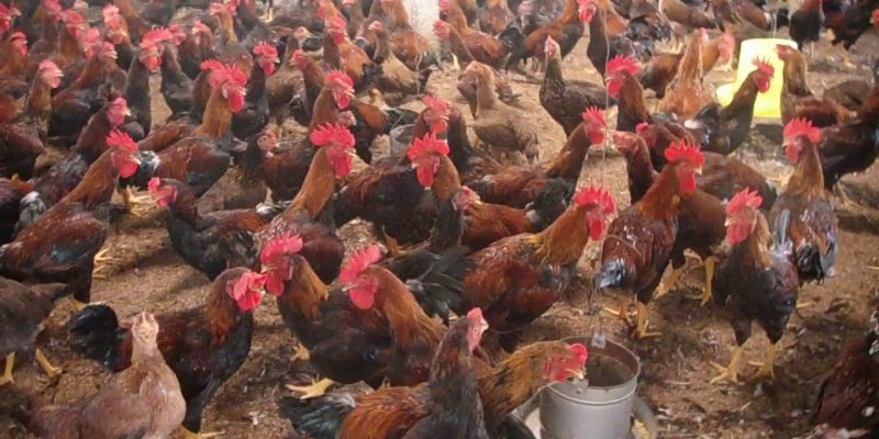 Công ty gà giống Cao Khanh đang hướng đến việc xuất khẩu ra thị trường nước ngoài