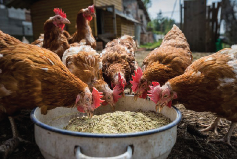 Nhu cầu axit amin trong protein lý tưởng của gà