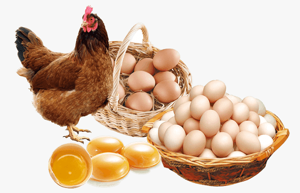 Dự báo sản lượng thịt và trứng của gia cầm sẽ thay đổi khi dân số tăng