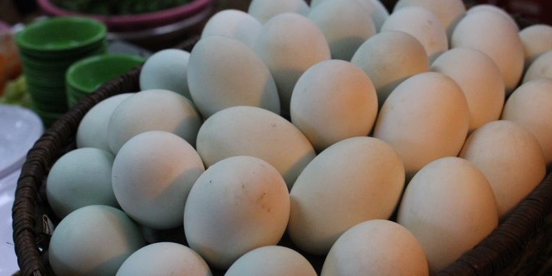 Giá trứng vịt lộn ngày càng thấp, các lò ấp của người dân trở nên khó khăn