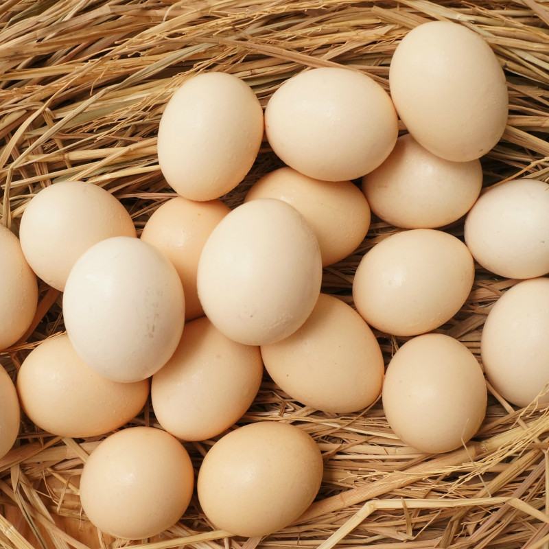 Giải pháp giúp bạn kéo dài chu kỳ sản xuất trứng gà mà vẫn duy trì được chất lượng