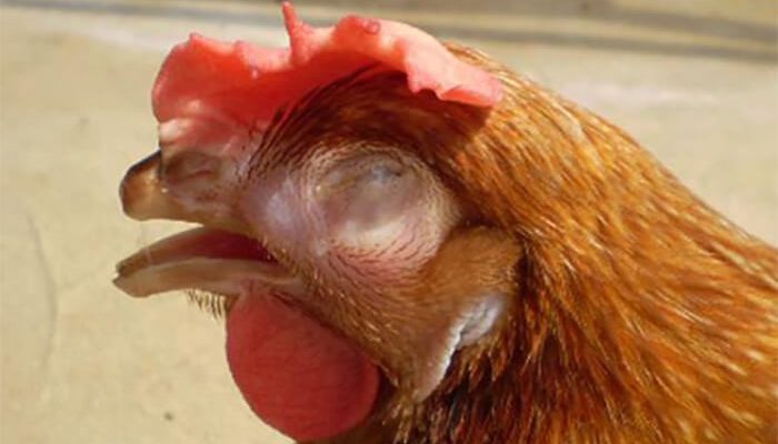 Hội chứng hô hấp – 2 Căn bệnh thường gặp ở gà bạn nên biết