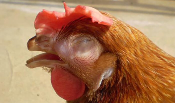 Hội chứng hô hấp – 2 Căn bệnh thường gặp ở gà bạn nên biết
