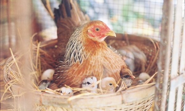 Hướng dẫn chăm sóc và phòng bệnh cho gà đẻ trứng