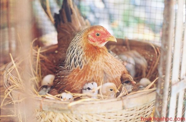 Hướng dẫn chăm sóc và phòng bệnh cho gà đẻ trứng