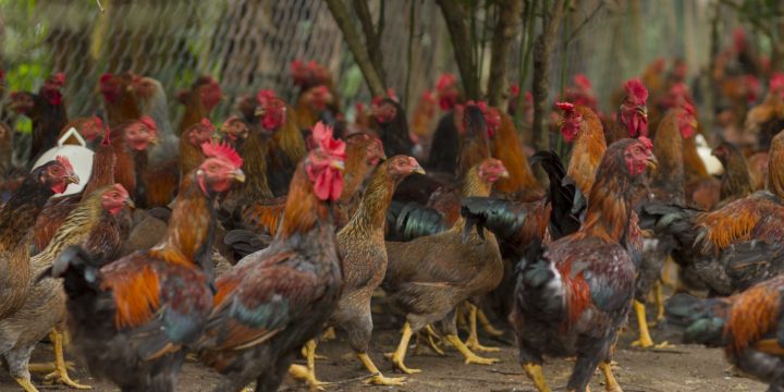 Hướng dẫn kỹ thuật chăn nuôi gà thịt giúp gà nhanh lớn khỏe mạnh