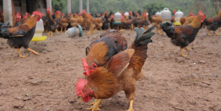 Kinh nghiệm nuôi gà của bà Nhàn – nuôi gà mang lại hiệu quả kinh tế cao