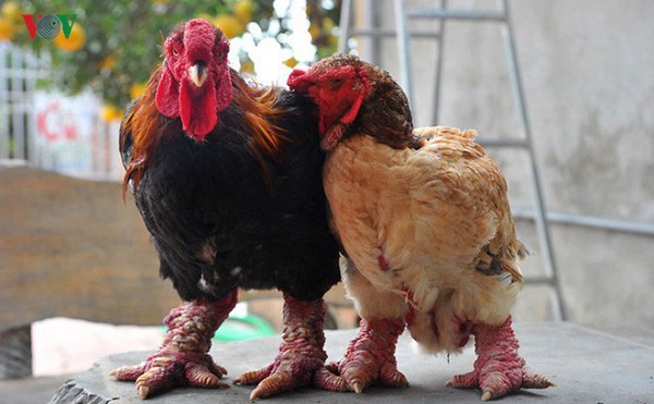 Kỳ lạ chuyện cặp gà Đông Tảo ở Bình Dương có đôi chân to bất thường