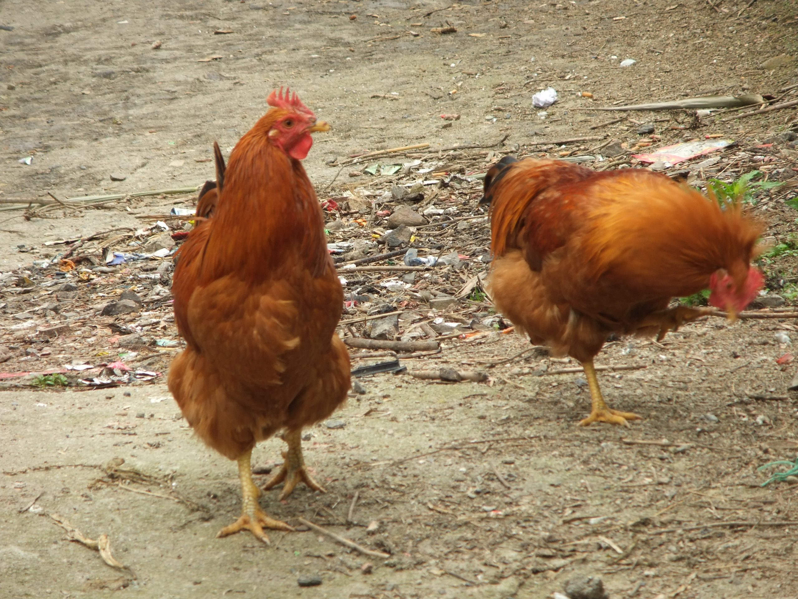 Chọn giống gà là một kỹ thuật quan trọng trong chăn nuôi