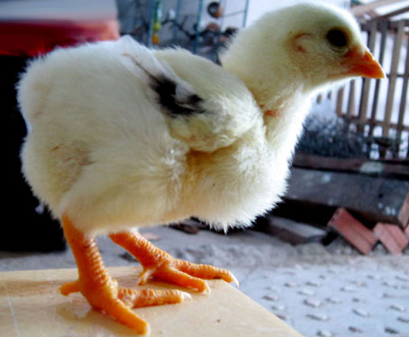 Chăm sóc gà thời kỳ đầu cẩn thận kỹ lưỡng