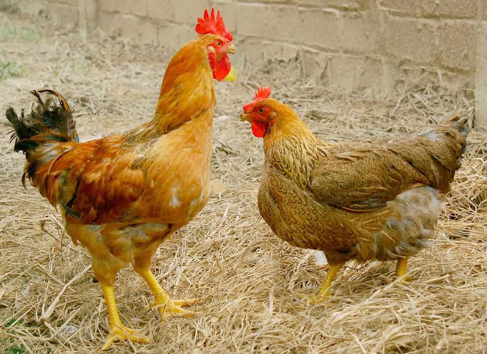 Khái quát về Lạc tăng cường chất lượng thịt gà