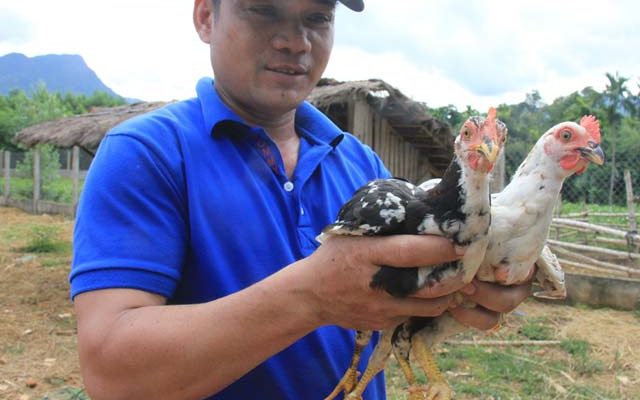 Làm giàu bằng việc nuôi gà re-giống gà có nguy cơ tuyệt chủng