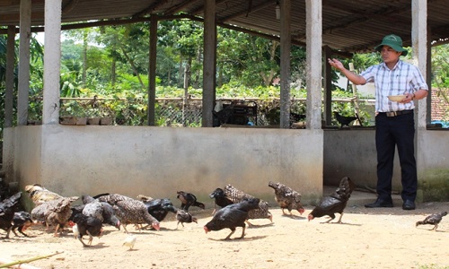 Làm giàu bằng việc nuôi gà re-giống gà có nguy cơ tuyệt chủng