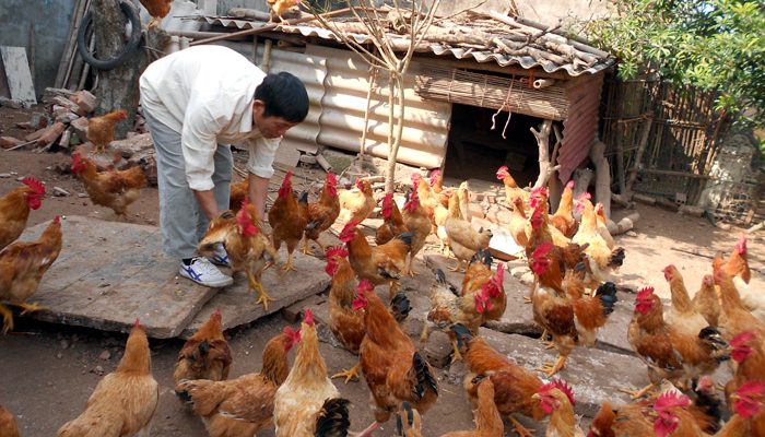 Mẹo chăn nuôi: Cách bổ sung dưỡng chất cho gà lấy thịt