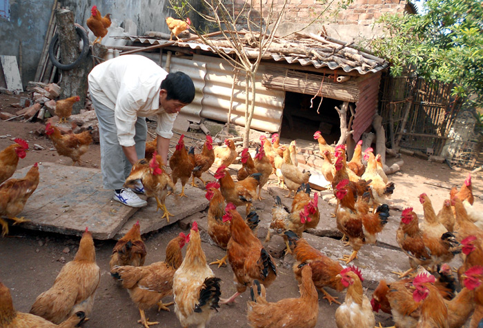 Mẹo chăn nuôi: Cách bổ sung dưỡng chất cho gà lấy thịt