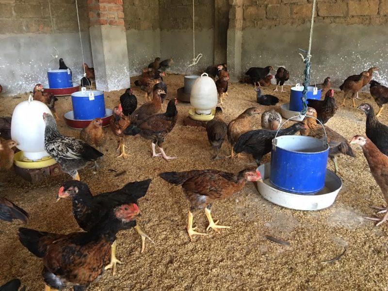 Mẹo vặt dùng men vi sinh trong chăn nuôi gà để khử mùi hôi