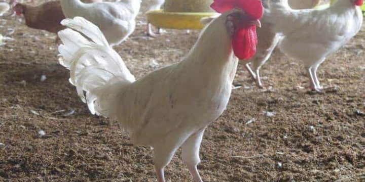 Nuôi gà Ai Cập mang đến số tiền lãi khổng lồ cho nông dân