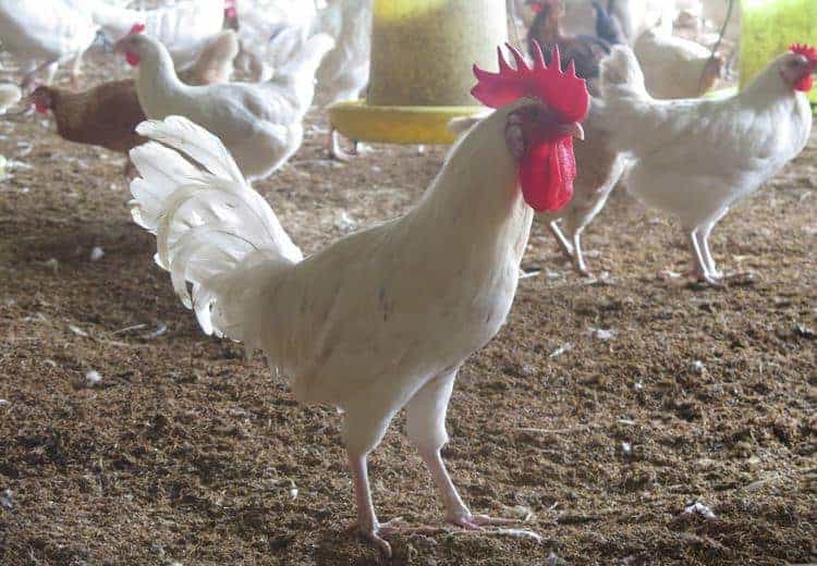 Nuôi gà Ai Cập mang đến số tiền lãi khổng lồ cho nông dân
