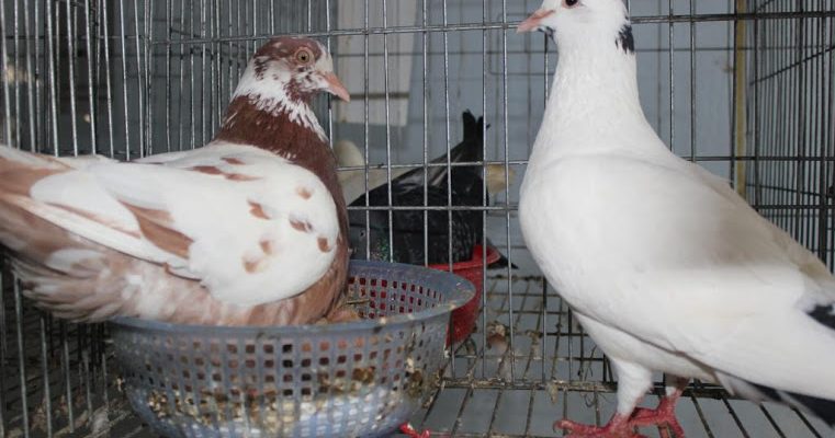 Tìm hiểu mô hình liên kết nuôi chim bồ câu an toàn sinh học
