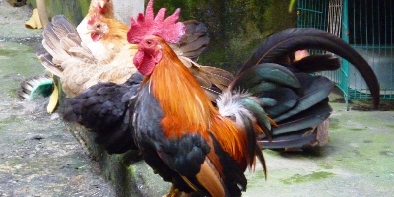 Tìm hiểu về bệnh Leucosis (Lơ-cô) ở gà và cách trị bệnh