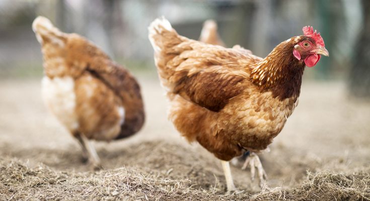 Tìm hiểu về cách dùng Canxi hợp trong chăn nuôi gà