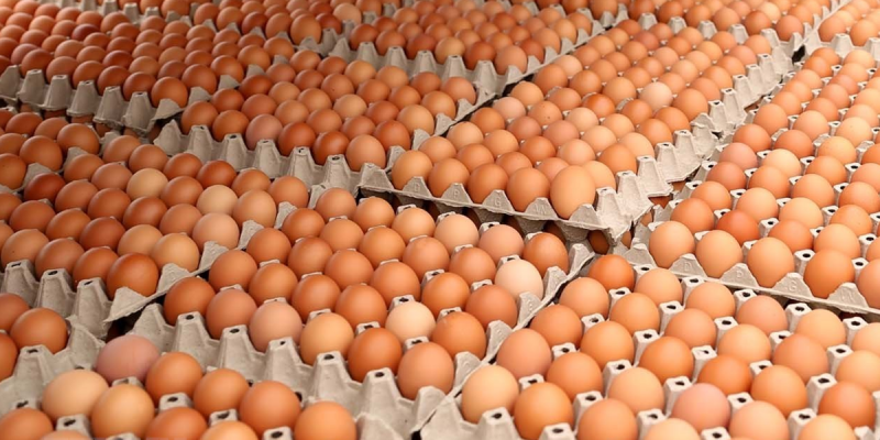 Trang trại sản xuất trứng gia cầm bằng công nghệ hiện đại tại Mỹ