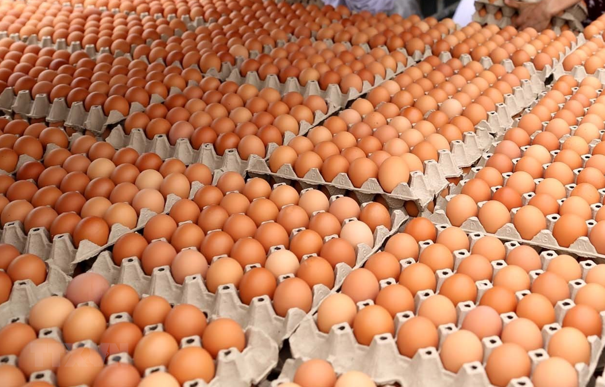 Trang trại sản xuất trứng gia cầm bằng công nghệ hiện đại tại Mỹ