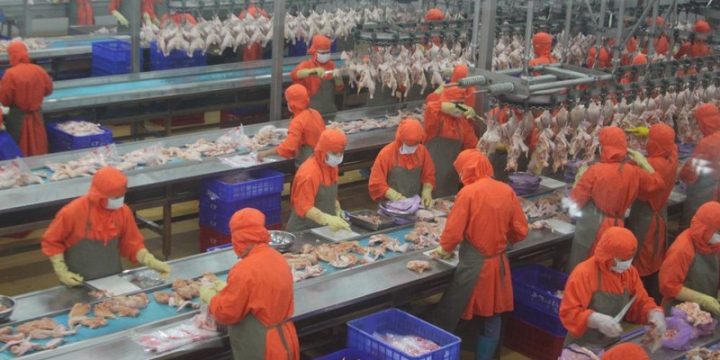 Việt Nam đầu tư chế biến, xuất khẩu gà sang các nước khác trên thế giới