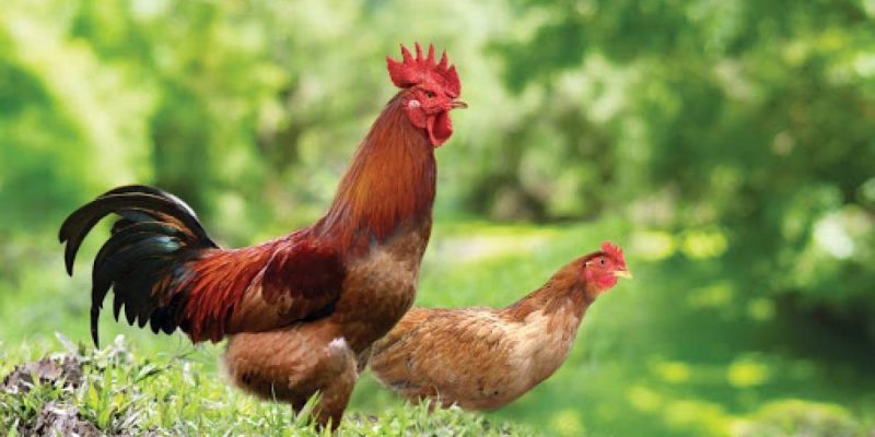 Với 4 bước bạn đã có một sản phẩm thức ăn tự trộn cho gà đẻ tại nhà