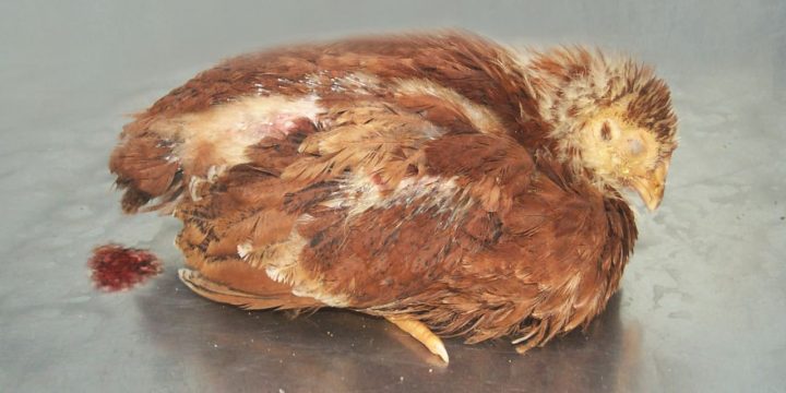 Bệnh cầu trùng ở gà – mối nguy hại đáng lo với người nuôi gà