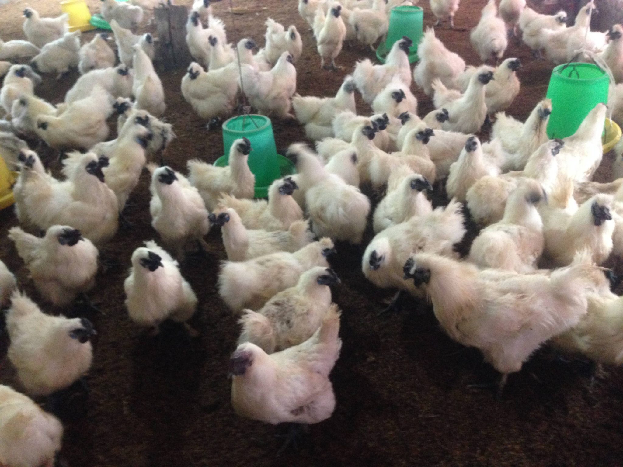 Chăn nuôi gà ác – một giống gà được người dân ưa chuộng
