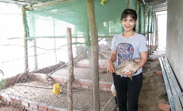 Chị Loan và quá trình khởi nghiệp làm giàu nhờ liên kết nuôi chim trĩ 