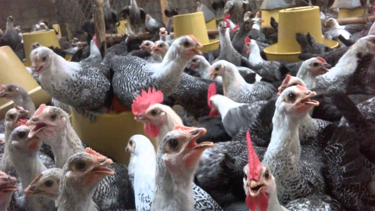 Đặc điểm và cách nuôi gà Ai Cập lông trắng siêu trứng