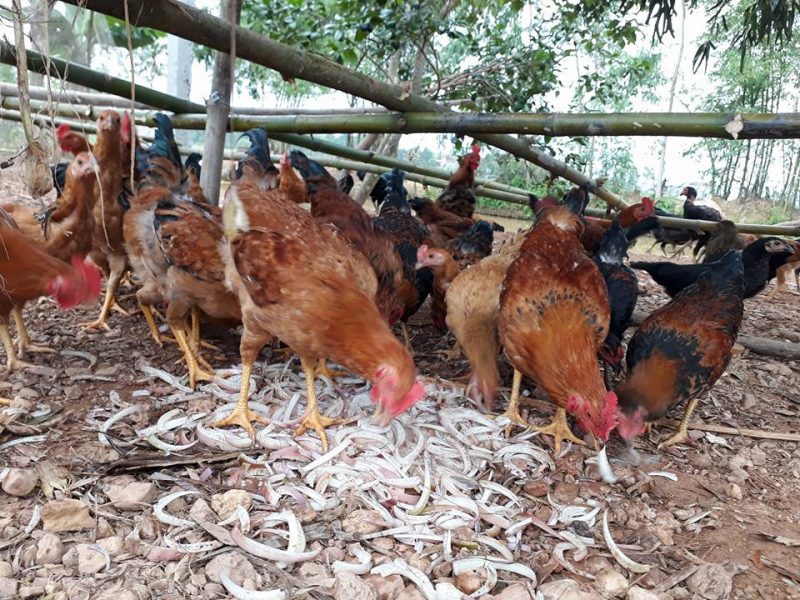 Giống gà quý ở Việt Nam