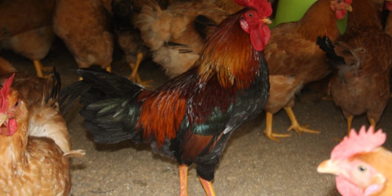 Giống gà Ri mận tía thuần chủng – một giống gà quý